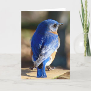 Sweet Eastern Bluebird Holiday Card