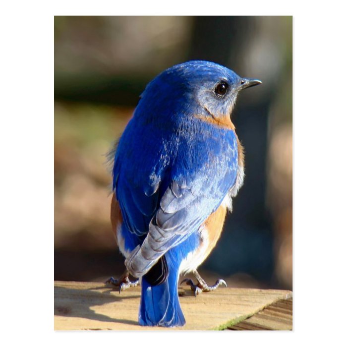 Sweet Eastern Bluebird Postcards