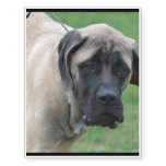 Sweet English Mastiff Temporary Tattoos