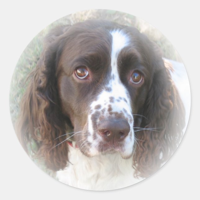 Sweet English Springer Spaniel Stickers (Front)
