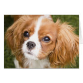 Sweet Eyes King Charles Spaniel Blank Card (Front Horizontal)