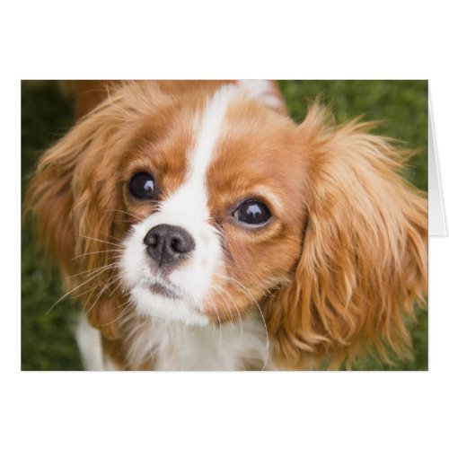 Sweet Eyes King Charles Spaniel Blank Card