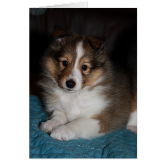 Sweet Face Sheltie (Shetland Sheepdog) Puppy Cards (Front)