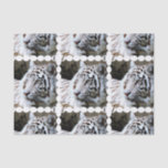 Sweet Faced White Tiger Tissue Paper