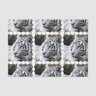 Sweet Faced White Tiger Tissue Paper