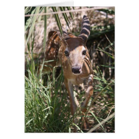 Sweet Fawn Cards (Front)