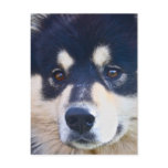 Sweet Finnish Lapphund Postcard