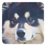 Sweet Finnish Lapphund Stickers