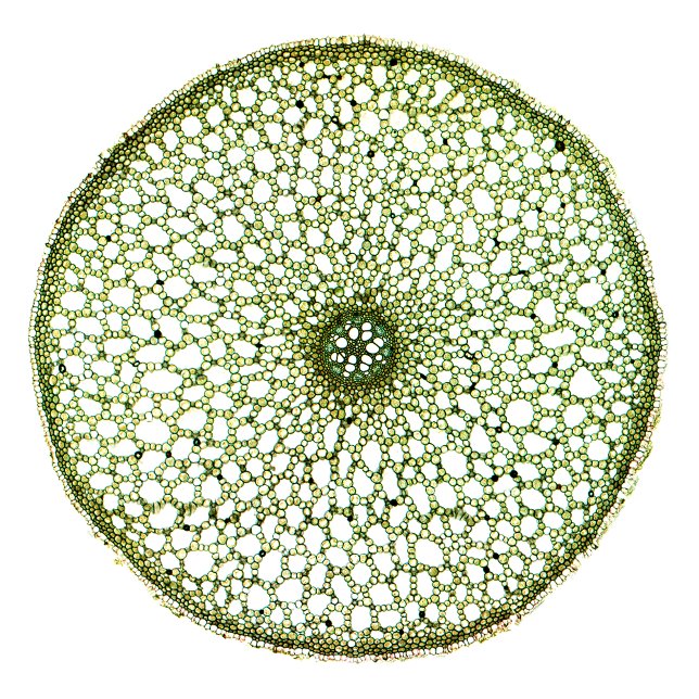 Sweet Flag (Acorus Root) Tote Bag (Creator Uploaded)