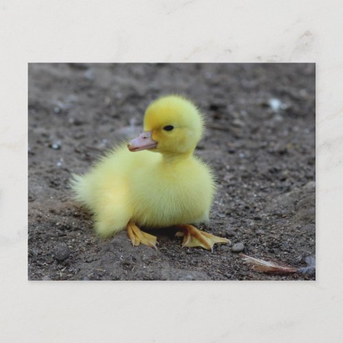 Sweet Fluffy Duckling Yellow Postcard