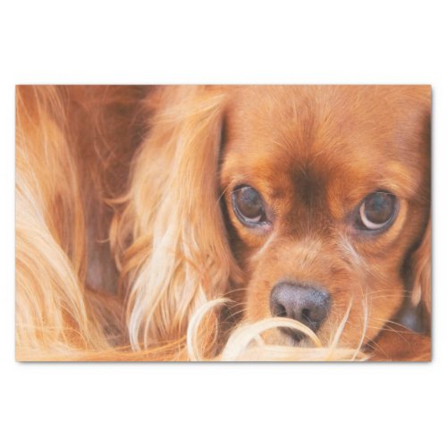 Sweet Friend Cavalier King Charles Tissue Paper