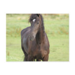 Sweet Friesian Horse  Postcard