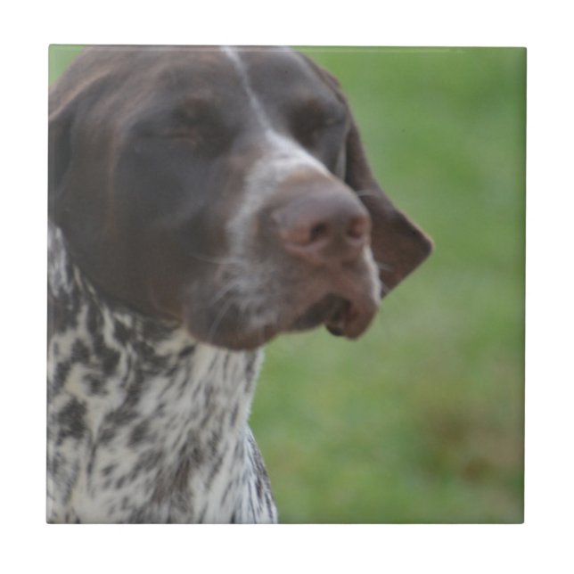 Sweet German Shorthaired Pointer Ceramic Tile (Front)