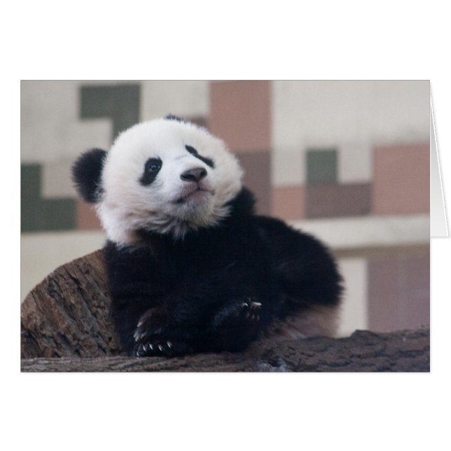 Sweet Giant Panda Baby Cards (Front Horizontal)
