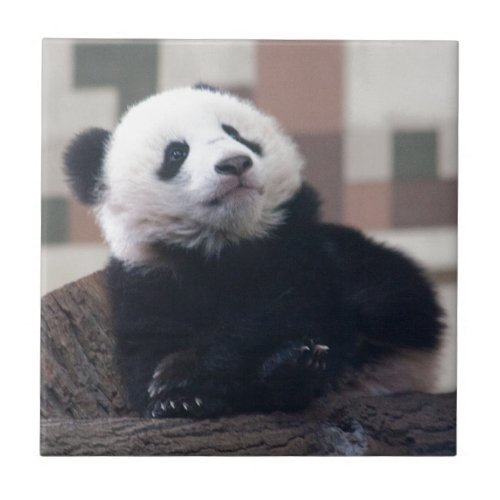 Sweet Giant Panda Baby Ceramic Tile