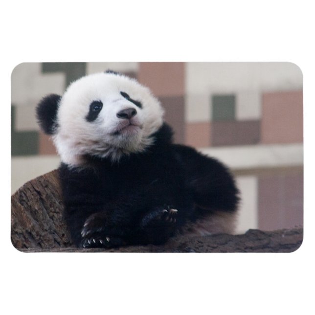 Sweet Giant Panda Baby Magnet (Horizontal)