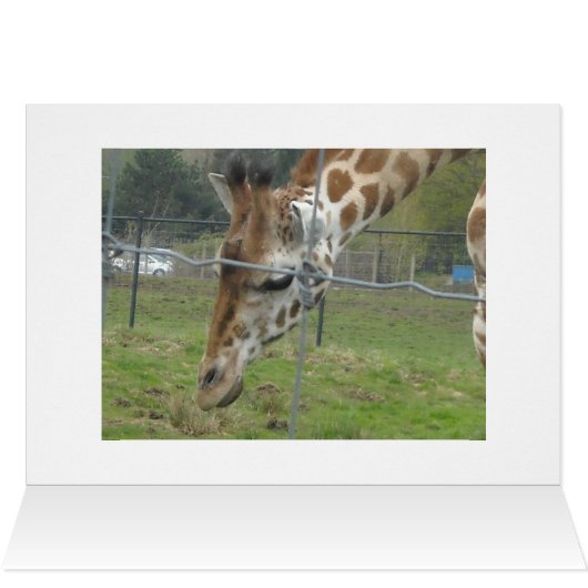 Sweet Giraffe (Inside Horizontal (Top))