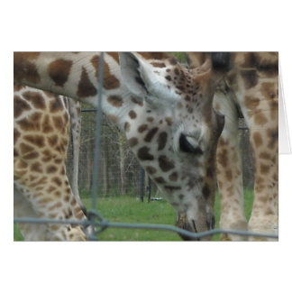Sweet Giraffe Cards