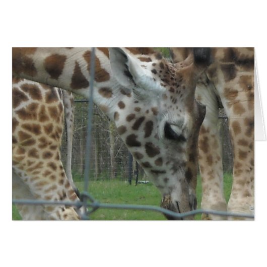 Sweet Giraffe Cards (Front Horizontal)
