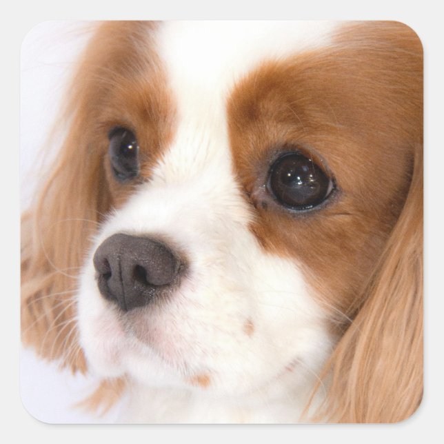 Sweet Girl Cavalier King Charles Spaniel Sticker (Front)