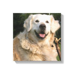 Sweet Golden Retriever Canvas Print