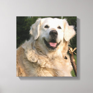 Sweet Golden Retriever Canvas Print