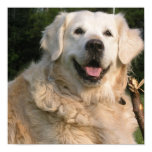 Sweet Golden Retriever Poster