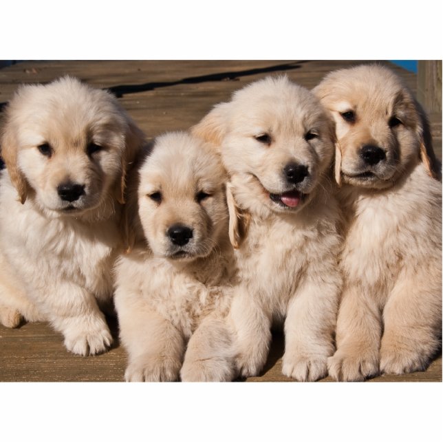 Sweet Golden Retriever Puppies Statuette (Front)