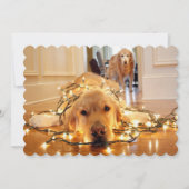 Sweet Golden Retriever tangled up (Front)