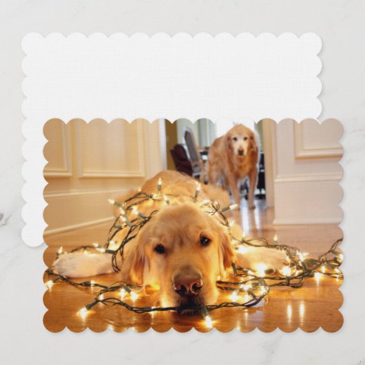 Sweet Golden Retriever tangled up (Front/Back)