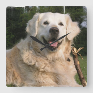 Sweet Golden Retriever Wall Clock