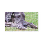 Sweet Great Dane Business Cards