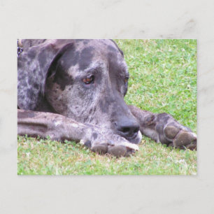 Sweet Great Dane Postcard