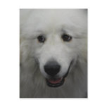 Sweet Great Pyrenees  Postcard