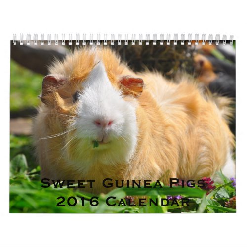Sweet Guinea Pigs 2016 Calendar