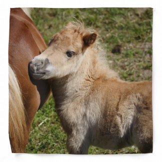 Sweet Haflinger Foal Bandana