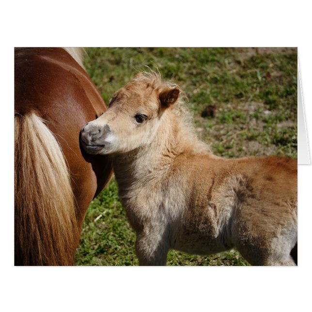 Sweet Haflinger Foal Cards (Front Horizontal)