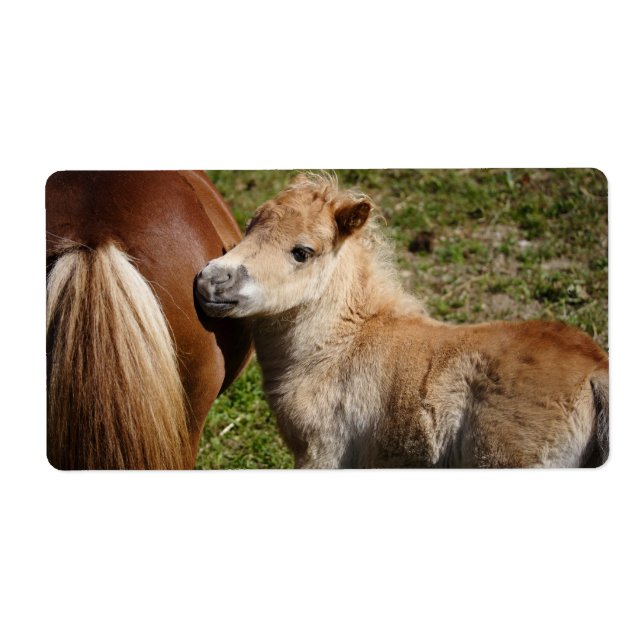 Sweet Haflinger Foal Label (Front)