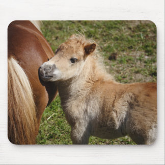 Sweet Haflinger Foal Mouse Pad