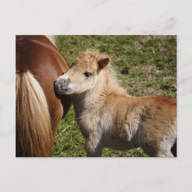 Sweet Haflinger Foal Postcard (Front)