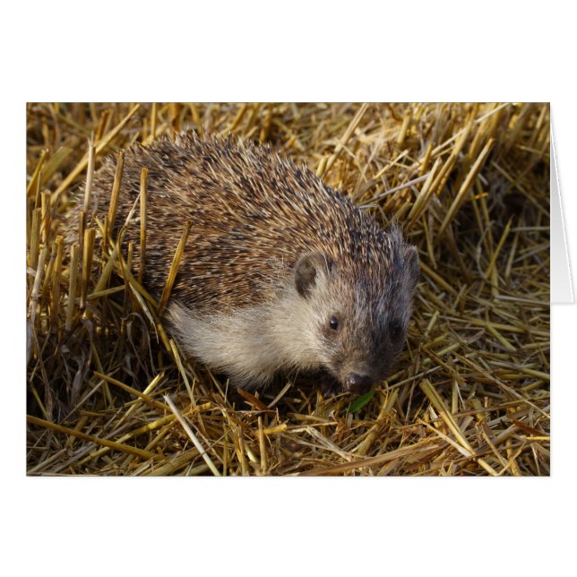 Sweet Hedgehog In Stubble Field Cards (Front Horizontal)
