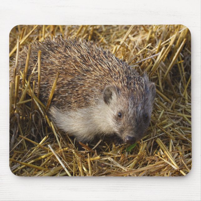 Sweet Hedgehog In Stubble Field Mouse Pad (Front)