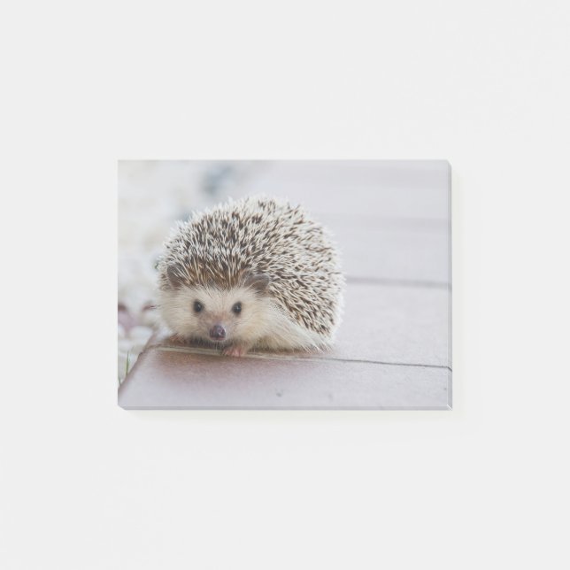 Sweet Hedgehog Post-it Notes (Front)