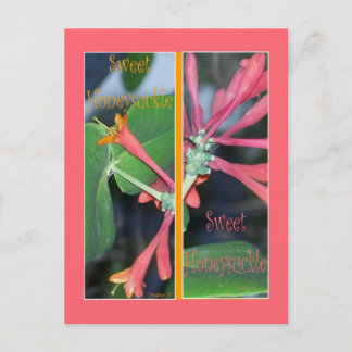 SWEET HONEYSUCKLE BOOKMARKS POSTCARD
