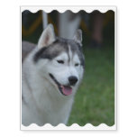 Sweet Husky Temporary Tattoos