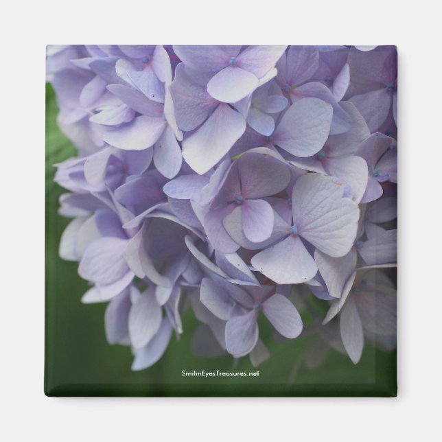 Sweet Hydrangea Flower Photo Magnet - Customized (Front)