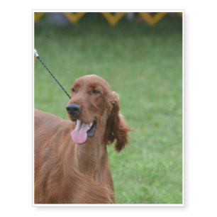 Sweet Irish Setter Dog Temporary Tattoos