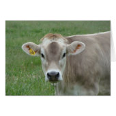 sweet jersey cow (Front Horizontal)