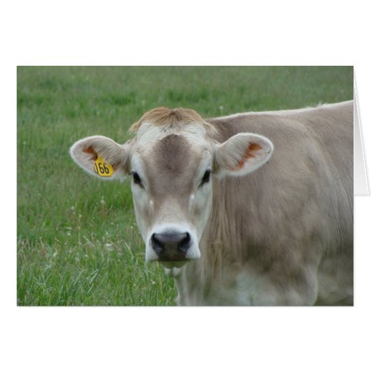 sweet jersey cow cards (Front Horizontal)