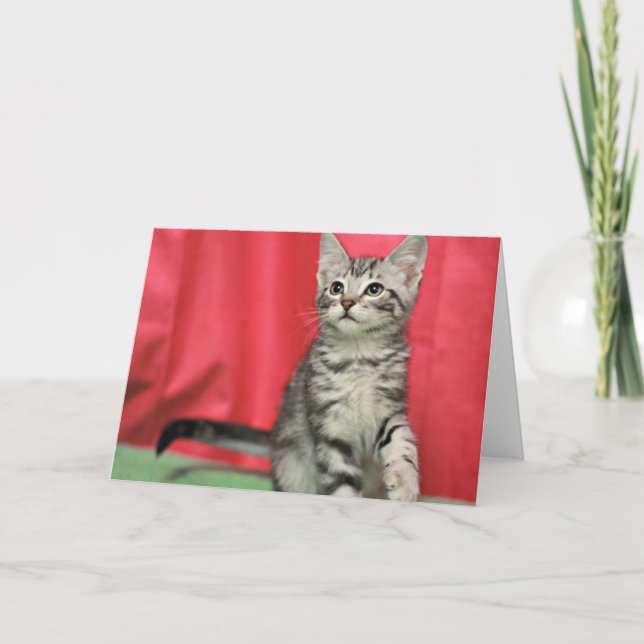 Sweet Kitten Blank Greeting Card (Front)